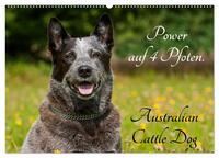 Power auf 4 Pfoten. Australian Cattle Dog (Wandkalender 2025 DIN A2 quer), CALVENDO Monatskalender