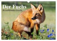 Der Fuchs. Bezaubernder Geselle (Wandkalender 2025 DIN A3 quer), CALVENDO Monatskalender