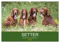 Setter - Geliebter Freund und Jagdkamerad (Wandkalender 2025 DIN A2 quer), CALVENDO Monatskalender