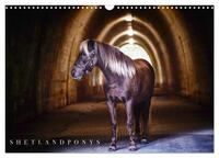 Shetlandpony Kalender (Wandkalender 2025 DIN A3 quer), CALVENDO Monatskalender