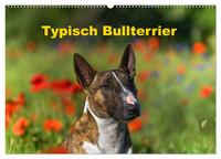 Typisch Bullterrier (Wandkalender 2025 DIN A2 quer), CALVENDO Monatskalender