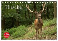 Hirsche (Wandkalender 2025 DIN A4 quer), CALVENDO Monatskalender