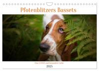 Der Basset, eine LANGE und besondere Liebe (Wandkalender 2025 DIN A4 quer), CALVENDO Monatskalender