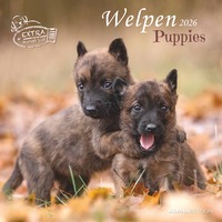 Welpen 2026 - Broschürenkalender 30x30 cm (30x60 geöffnet) - Kalender mit Platz für Notizen - Puppies - Hundekalender - Bildkalender - Wandkalender