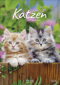 Katzen 2026