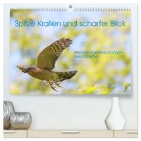 Spitze Krallen und scharfer Blick - Verhalten Sperber (hochwertiger Premium Wandkalender 2025 DIN A2 quer), Kunstdruck in Hochglanz