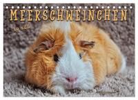 Meerschweinchen - so süß (Tischkalender 2025 DIN A5 quer), CALVENDO Monatskalender