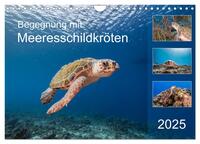 Begegnung mit Meeresschildkröten (Wandkalender 2025 DIN A4 quer), CALVENDO Monatskalender