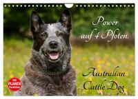 Power auf 4 Pfoten. Australian Cattle Dog (Wandkalender 2025 DIN A4 quer), CALVENDO Monatskalender