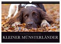 Faszination Jagdhund - Kleiner Münsterländer (Wandkalender 2025 DIN A3 quer), CALVENDO Monatskalender