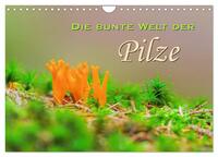 Die bunte Welt der Pilze (Wandkalender 2025 DIN A4 quer), CALVENDO Monatskalender