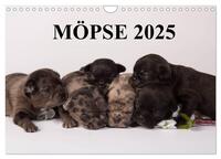 Möpse 2025 (Wandkalender 2025 DIN A4 quer), CALVENDO Monatskalender