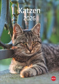 Katzen Kalender 2026