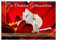 Die Orchideen Gottesanbeterin (Wandkalender 2025 DIN A3 quer), CALVENDO Monatskalender