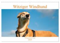 Witziger Windhund - Portugiesischer Galgo (Wandkalender 2025 DIN A3 quer), CALVENDO Monatskalender