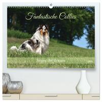 Fantastische Collies - Sieger der Herzen (hochwertiger Premium Wandkalender 2025 DIN A2 quer), Kunstdruck in Hochglanz