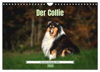 Der Collie der beste Hund der Welt (Wandkalender 2025 DIN A4 quer), CALVENDO Monatskalender