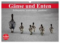 Gänse und Enten. Schnattern, watscheln, quaken! (Wandkalender 2025 DIN A3 quer), CALVENDO Monatskalender