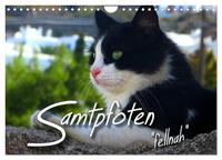 SAMTPFOTEN "fellnah" (Wandkalender 2025 DIN A4 quer), CALVENDO Monatskalender