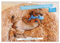 Zwergpinscher Sally‘s erstes Jahr (Wandkalender 2025 DIN A4 quer), CALVENDO Monatskalender