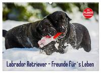 Labrador Retriever - Freunde für´s Leben (Wandkalender 2025 DIN A2 quer), CALVENDO Monatskalender