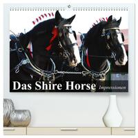 Das Shire Horse. Impressionen (hochwertiger Premium Wandkalender 2025 DIN A2 quer), Kunstdruck in Hochglanz