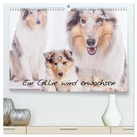 Ein Collie wird erwachsen (hochwertiger Premium Wandkalender 2025 DIN A2 quer), Kunstdruck in Hochglanz