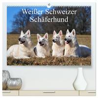 Weißer Schweizer Schäferhund (hochwertiger Premium Wandkalender 2025 DIN A2 quer), Kunstdruck in Hochglanz