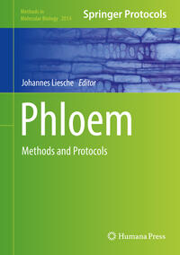 Phloem