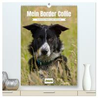 Mein Border Collie (hochwertiger Premium Wandkalender 2025 DIN A2 hoch), Kunstdruck in Hochglanz