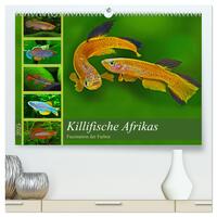 Killifische Afrikas (hochwertiger Premium Wandkalender 2025 DIN A2 quer), Kunstdruck in Hochglanz