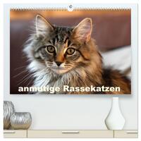 anmutige Rassekatzen (hochwertiger Premium Wandkalender 2025 DIN A2 quer), Kunstdruck in Hochglanz