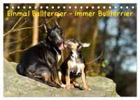 Einmal Bullterrier - immer Bullterrier (Tischkalender 2025 DIN A5 quer), CALVENDO Monatskalender