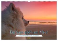 Ein Samojede am Meer (Wandkalender 2025 DIN A2 quer), CALVENDO Monatskalender