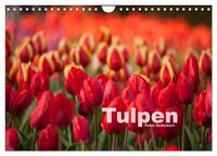 Tulpen (Wandkalender 2025 DIN A4 quer), CALVENDO Monatskalender