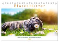 Pfotenblitzer bunte Tierfotografie an Land und im Wasser (Tischkalender 2025 DIN A5 quer), CALVENDO Monatskalender