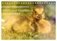 Flauschige Momente! Enten- und Gänseküken im Jahreslauf (Tischkalender 2026 DIN A5 quer), CALVENDO Monatskalender