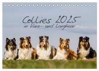 Collies 2025 in Kurz- und Langhaar (Tischkalender 2025 DIN A5 quer), CALVENDO Monatskalender