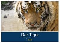 Der Tiger - die größte Katze der Welt (Wandkalender 2025 DIN A3 quer), CALVENDO Monatskalender