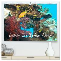 Leben im Roten Meer (hochwertiger Premium Wandkalender 2025 DIN A2 quer), Kunstdruck in Hochglanz