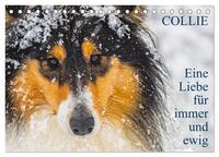 Collies - Eine Liebe für immer und ewig (Tischkalender 2025 DIN A5 quer), CALVENDO Monatskalender