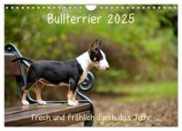 Bullterrier 2025 Frech und fröhlich durch das Jahr (Wandkalender 2025 DIN A4 quer), CALVENDO Monatskalender