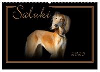 Saluki 2025 (Wandkalender 2025 DIN A2 quer), CALVENDO Monatskalender