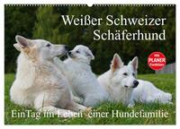 Weißer Schweizer Schäferhund - Ein Tag im Leben einer Hundefamilie (Wandkalender 2025 DIN A2 quer), CALVENDO Monatskalender