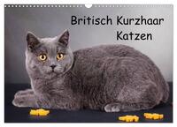 Britisch Kurzhaar Katzen (Wandkalender 2025 DIN A3 quer), CALVENDO Monatskalender