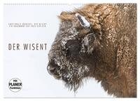 Emotionale Momente: Der Wisent. (Wandkalender 2025 DIN A2 quer), CALVENDO Monatskalender