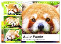 Roter Panda. Die superknuddeligen Katzenbären (Wandkalender 2025 DIN A4 quer), CALVENDO Monatskalender