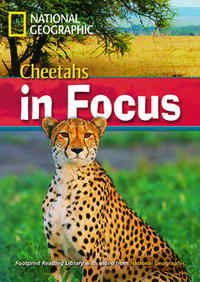 Cheetahs in Focus