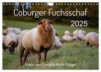 Coburger Fuchsschaf (Wandkalender 2025 DIN A4 quer), CALVENDO Monatskalender