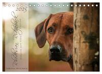 Rhodesian Ridgeback - Herzen auf vier Pfoten (Tischkalender 2025 DIN A5 quer), CALVENDO Monatskalender